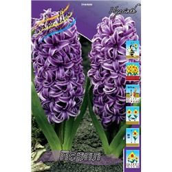 Перпл (Hyacinth Purple)