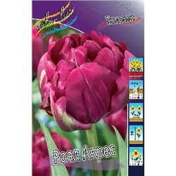 Роял Акрес (Tulipa Royal Acres)