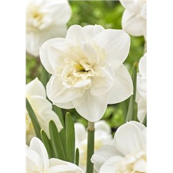 Андроклс (Narcissus Androcles)