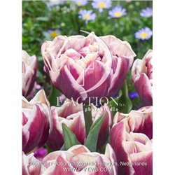 Виндхэм (Tulipa Wyndham)
