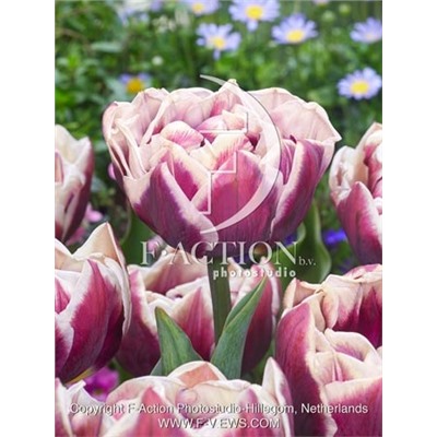 Виндхэм (Tulipa Wyndham)