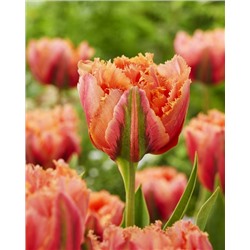 Роял Сентениал (Tulipa Royal Centennial)