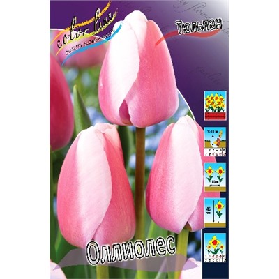 Оллиолес (Tulipa Ollioules)