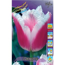 Сиеста (Tulipa Siesta)