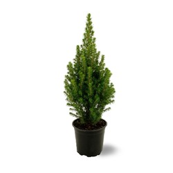 Ель канадская Перфекта (Picea glauca Perfecta)
