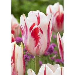 Сорбет (Tulipa Sorbet)