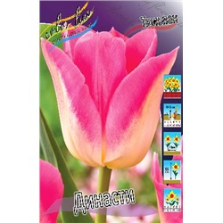 Династи (Tulipa Dynasty)