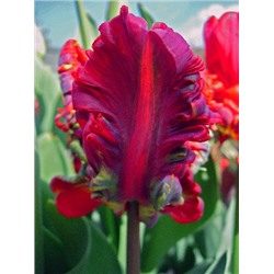 Блюмекс Фаворит (Tulipa Blumex Favorite)