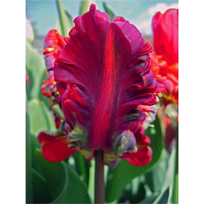 Блюмекс Фаворит (Tulipa Blumex Favorite)