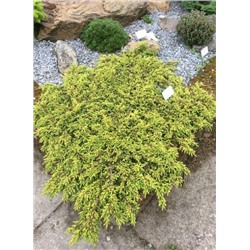Juniperus communis Lemon Carpet
