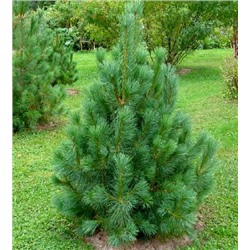 Сосна румелийская  (Pinus peuce)