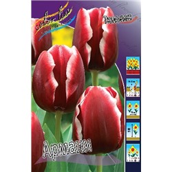 Армани (Tulipa Armani)