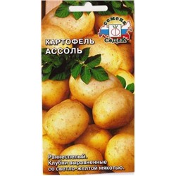 Картофель Ассоль