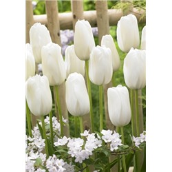 Уайт Прауд (Tulipa White Proud)