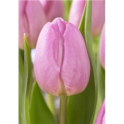 Лайт Пинк Принс (Tulipa Light Pink Prince)
