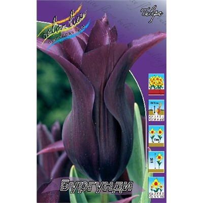 Бургунди (Tulipa Burgundy)