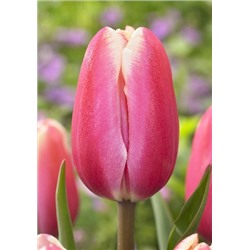 Джамбо Бьюти (Tulipa Jumbo Beauty)