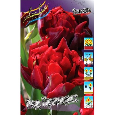 Ред Принцесс (Tulipa Red Princess)