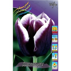 Джекпот (Tulipa Jackpot)