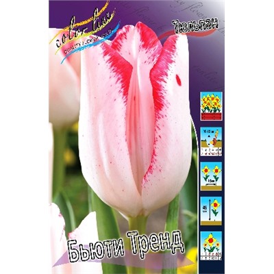 Бьюти Тренд (Tulipa Beauty Trend)