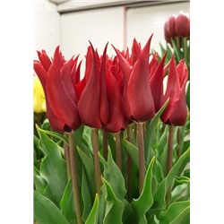 Исаак Шик (Tulipa Isaak Chic)