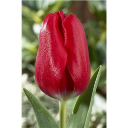 Рэд Пауэр (Tulipa Red Power)