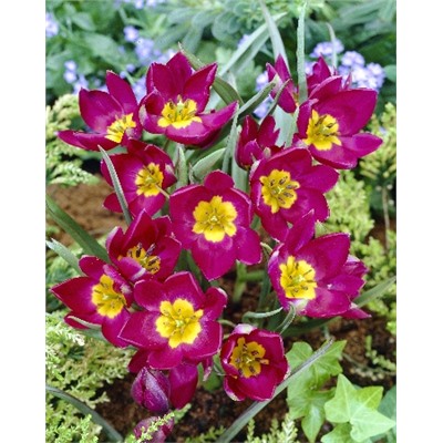 Одалиска (Tulipa pulchella Odalisque)