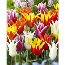 Лилиецветные, смесь (Tulipa Lily-flowering mix)