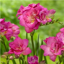 Махровая розовая (Pink)