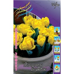 Йеллоу Бейби (Tulipa Yellow Baby)
