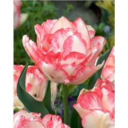 Картуш (Tulipa Cartouche)
