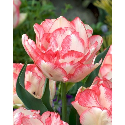Картуш (Tulipa Cartouche)