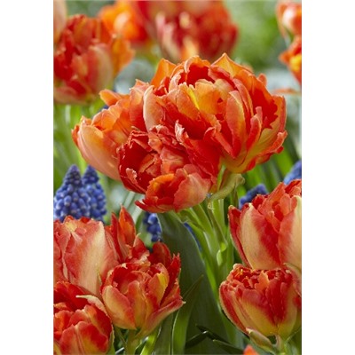 Монте Оранж (Tulipa Monte Orange)