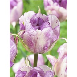 Дабл Ширли (Tulipa Double Shirley 1)