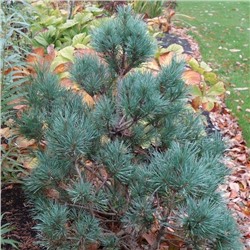 Чантри Блю (Pinus sylvestris Chantry Blue)