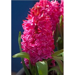 Скарлет Перл (Hyacinth Scarlet Pearl)
