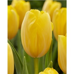 Голден Принс Клаус (Tulipa Golden Prins Claus)