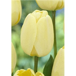 Айвори Флорадейл (Tulipa Ivory Floradale)