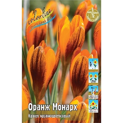 Оранж Монарх (Crocus Orange Monarch)