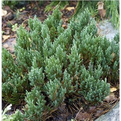 Juniperus horizontalis Grey Pearl
