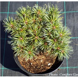 Pinus strobus Kruger's Lilliput