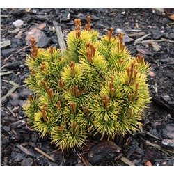 Pinus mugo Little Goldstar