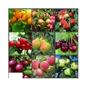 Плодово-ягодные саженцы Волжский сад - ВЕСНА 2023